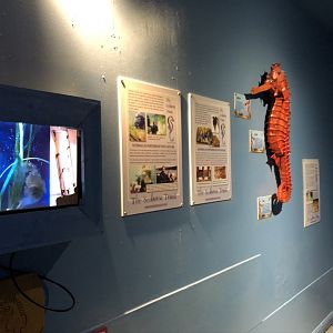 Seahorse Signage at Tynemouth Aquarium (2019)