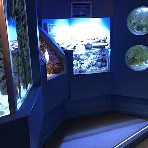 Weird and Wonderful Tanks at Tynemouth Aquarium (2019)