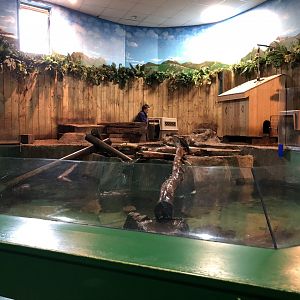 Asian Small-clawed Otter Enclosure at Tynemouth Aquarium (2019)