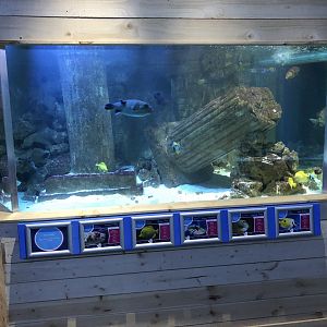 Marine Tank at Tynemouth Aquarium (2019)