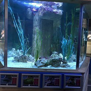 Marine Tank at Tynemouth Aquarium (2019)