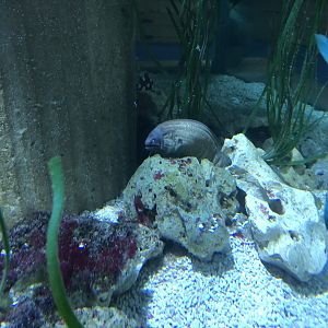 White-eyed Moray at Tynemouth Aquarium (2019)