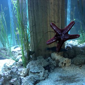 Starfish at Tynemouth Aquarium (2019)