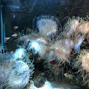 Clownfish and Anemones at Tynemouth Aquarium (2019)