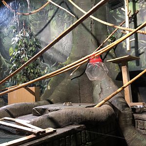 Tamarin/Marmoset Enclosure at Tynemouth Aquarium (2019)