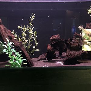 Axolotl Tank at Tynemouth Aquarium (2019)