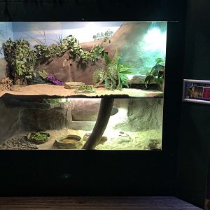 Central Bearded Dragon Enclosure at Tynemouth Aquarium (2019)