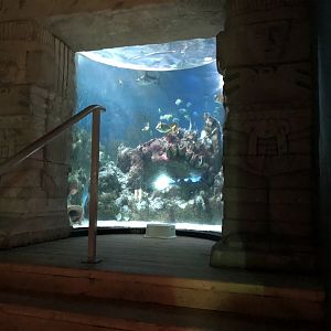 Aztec Reef Tank at Tynemouth Aquarium (2019)