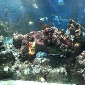 Aztec Reef Tank at Tynemouth Aquarium (2019)