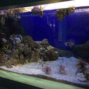 Lionfish Tank at Tynemouth Aquarium (2019)