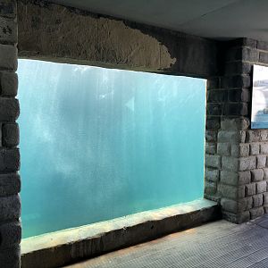 Harbour Seal Underwater Viewing Area at Tynemouth Aquarium (2019)