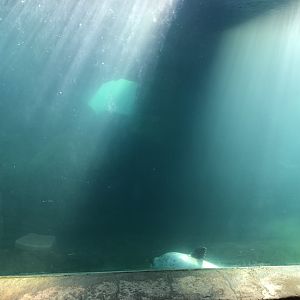 Harbour Seal Enclosure at Tynemouth Aquarium (2019)