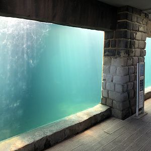 Harbour Seal Underwater Viewing Area at Tynemouth Aquarium (2019)