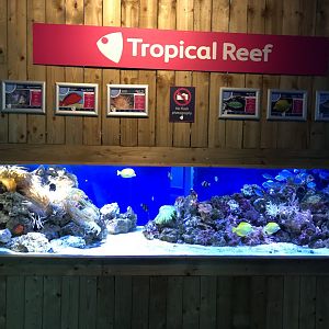Tropical Reef Tank at Tynemouth Aquarium (2019)