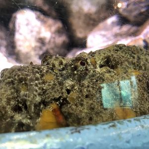 Stonefish at Tynemouth Aquarium (2019)