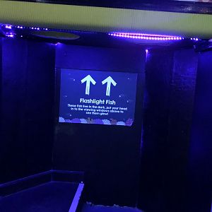 Interactive Flashlight Fish Exhibit at Tynemouth Aquarium (2019)
