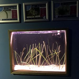 Garden Eel Tank at Tynemouth Aquarium (2019)
