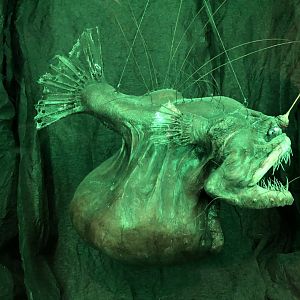 Deep Sea Anglerfish at Tynemouth Aquarium (2019)