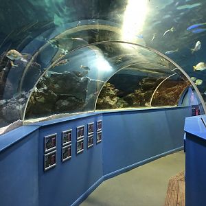 Ocean Tunnel at Tynemouth Aquarium (2019)