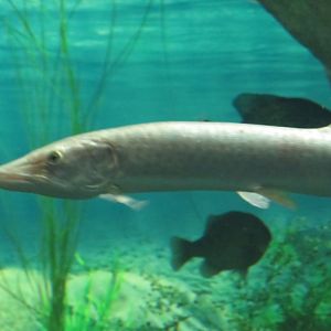 Muskellunge?