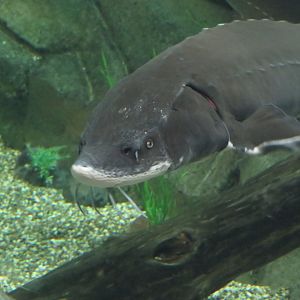 Shovelnose sturgeon?