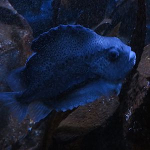 Lumpfish