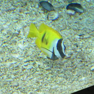 Foxface rabbitfish
