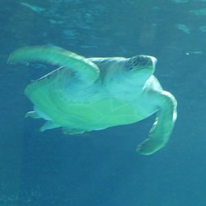 Green sea turtle