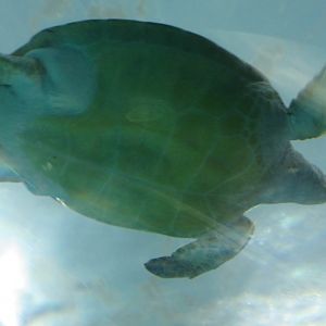 Green sea turtle swimming overhead