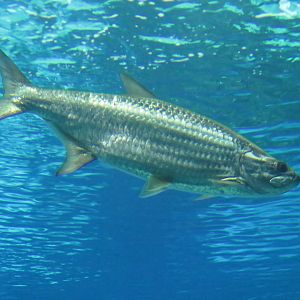 Atlantic tarpon