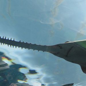 Green sawfish