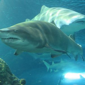 Sand tiger sharks