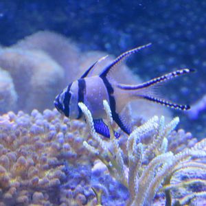 Banggai cardinalfish