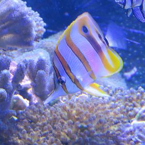 Copperband butterflyfish