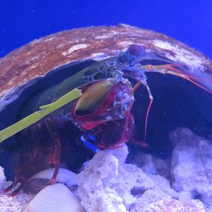 Peacock mantis shrimp
