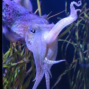 Common cuttlefish