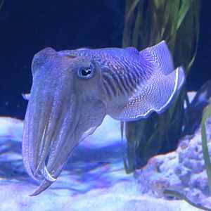 Common cuttlefish