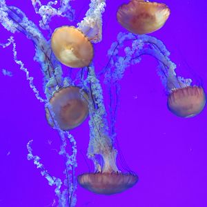 Pacific sea nettles
