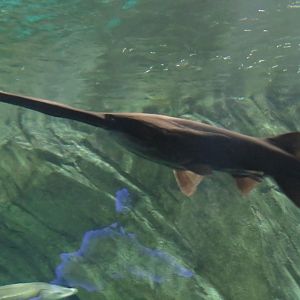 American paddlefish