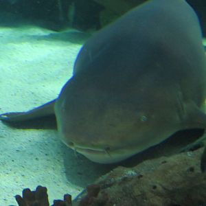 Nurse shark