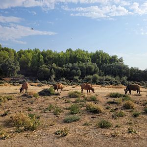 First Brousse exhibit -Réserve Africaine de Sigean (2022)