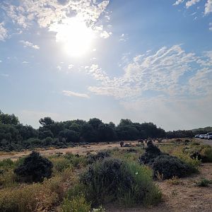 First Brousse exhibit -Réserve Africaine de Sigean (2022)