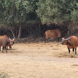Forest buffalo -Réserve Africaine de Sigean (2022)