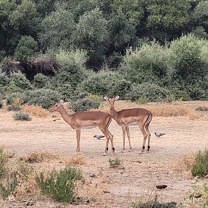 Common impala -Réserve Africaine de Sigean (2022)