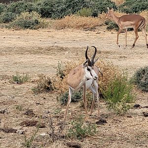 Springbok and Common impala -Réserve Africaine de Sigean (2022)