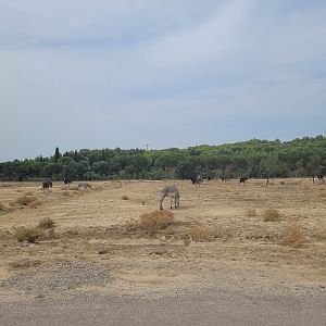 Second Brousse exhibit -Réserve Africaine de Sigean (2022)
