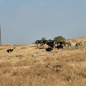 Second Brousse exhibit -Réserve Africaine de Sigean (2022)