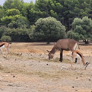 Springbok and Defassa waterbuck -Réserve Africaine de Sigean (2022)
