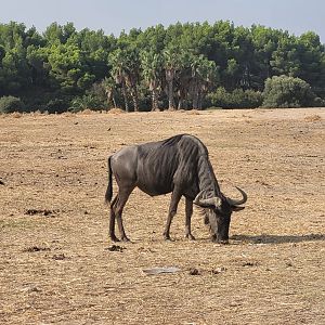 Blue wildebeest -Réserve Africaine de Sigean (2022)
