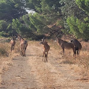 Roan antelope -Réserve Africaine de Sigean (2022)